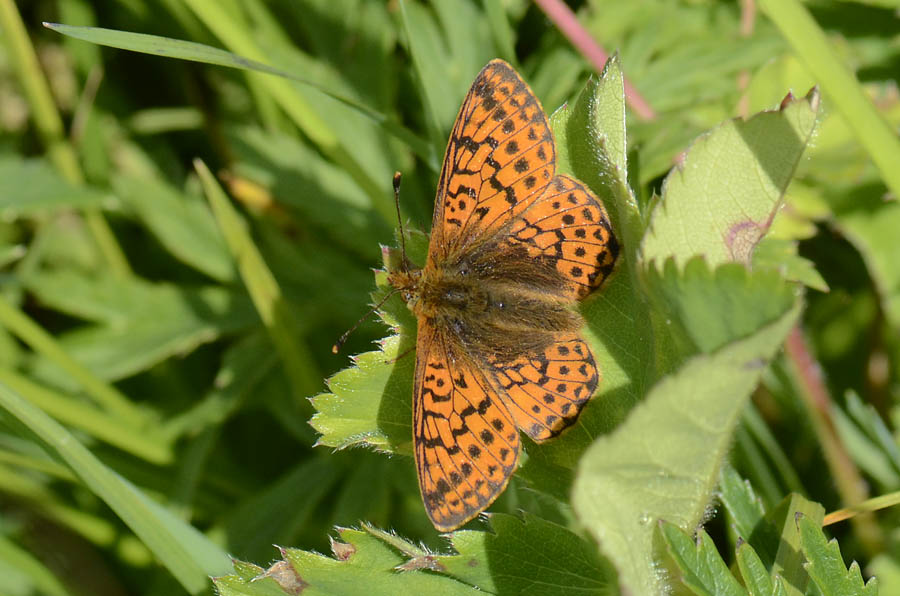 Boloria pales ?